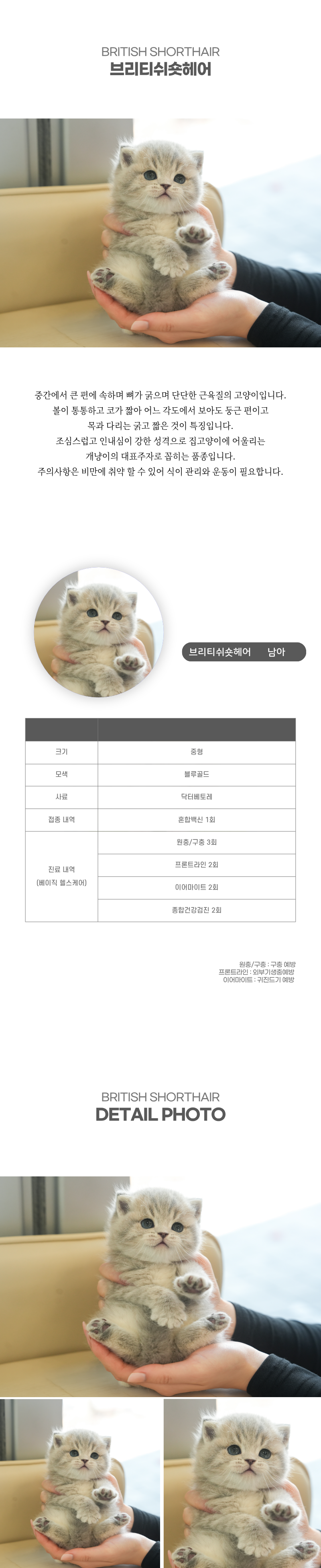 브리티쉬숏헤어_상세이미지_2